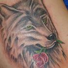 Wolf with Rose Tattoo